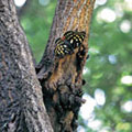 樹液を吸うオオムラサキの写真