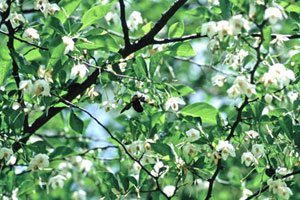 6.木の花に集まる動物たち