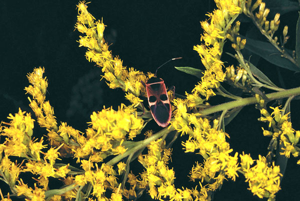 �I�I�z�V�J�����V