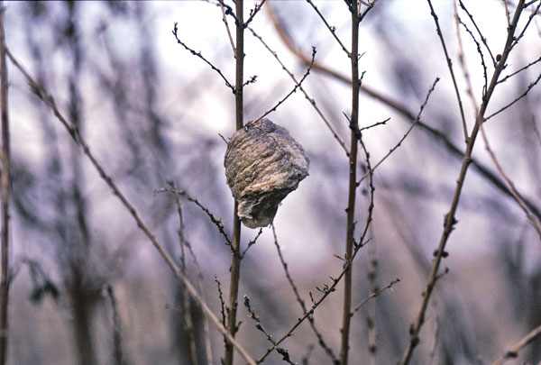 冬を越すカマキリの卵のう