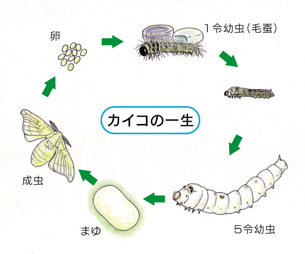 見事な創造力 蚕の卵