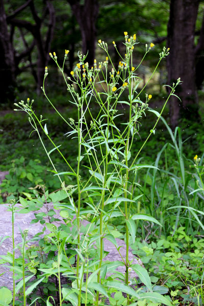 �R�E�]���i�b�ʐ^