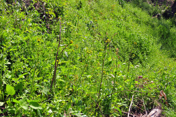 �I�j�^�r���R�b�ʐ^