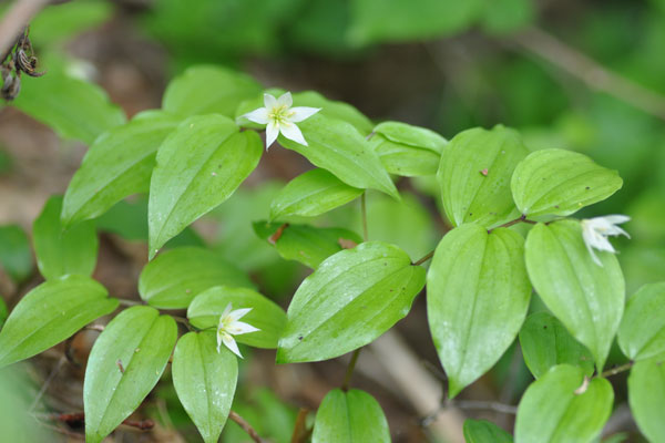 �`�S�����b�ʐ^