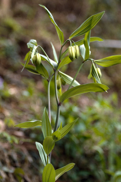 �z�E�`���N�\�E�b�ʐ^