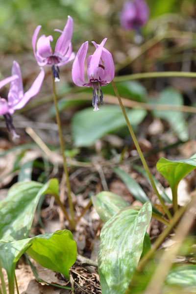 �J�^�N���b�ʐ^