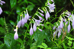 �R�o�M�{�E�V�b�ʐ^