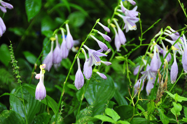 �R�o�M�{�E�V�b�ʐ^