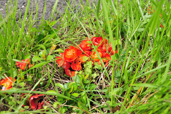 �N�T�{�P�̉ԁb�ʐ^