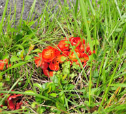 �N�T�{�P�̉ԁb�ʐ^