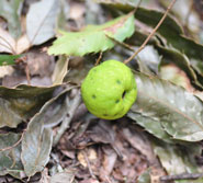 �N�T�{�P�̎��b�ʐ^