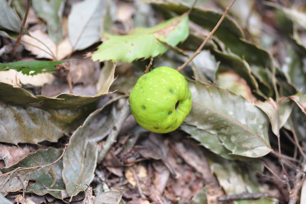 �N�T�{�P�̎��b�ʐ^