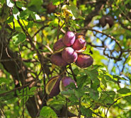 �~�c�o�A�P�r�̎��b�ʐ^