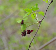 �~�c�o�A�P�r�̉ԁb�ʐ^