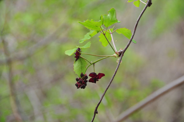 �~�c�o�A�P�r�̉ԁb�ʐ^