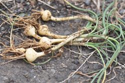 �m�r���b�ʐ^