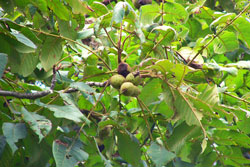 �I�j�O���~�b�ʐ^