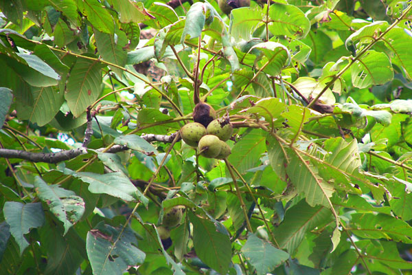 �I�j�O���~�b�ʐ^