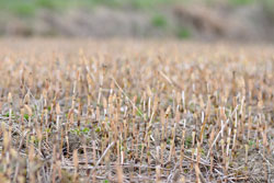 �X�M�i�b�ʐ^