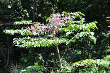 �^���m�L�b�ʐ^