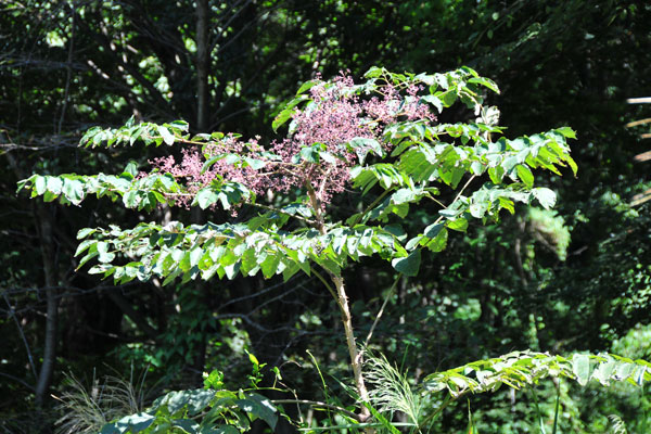 �^���m�L�b�ʐ^