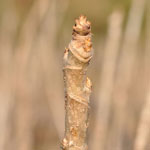 �^���m�L�̓~��b�ʐ^