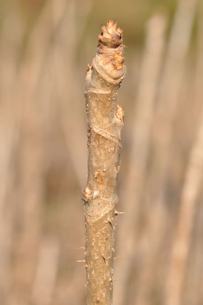 �^���m�L�̓~��b�ʐ^