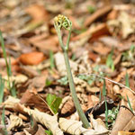 �����r�i�藧���j�b�ʐ^