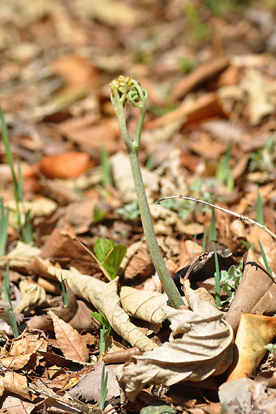 �����r�i�藧���j�b�ʐ^