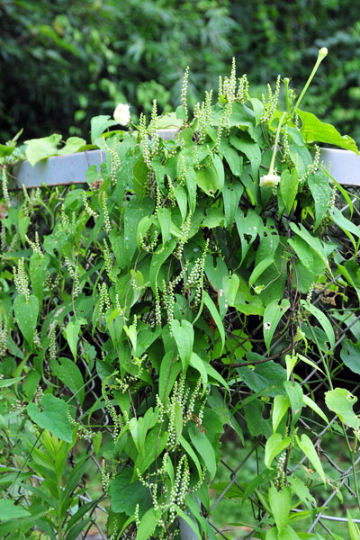 ���}�m�C���b�ʐ^