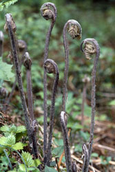 �[���}�C�b�ʐ^