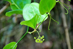 1 トゲのある植物