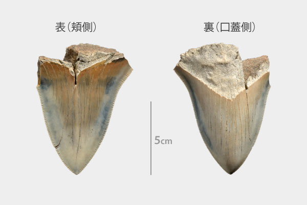 メガロドンの歯の化石