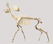オオツノジカの骨格標本｜写真