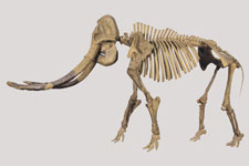 ナウマンゾウの骨格標本｜写真