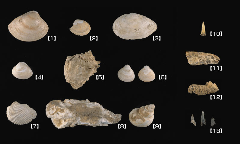 水子貝塚出土の貝類・魚骨・獣骨