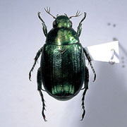 �q���R�K�l�b�ʐ^1