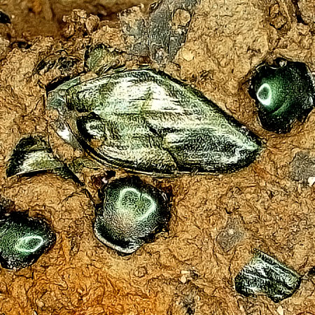 �q���R�K�l�b�ʐ^2