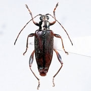 �C�l�l�N�C�n���V�b�ʐ^1