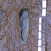 �C�l�l�N�C�n���V�b�ʐ^2