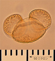 �}�c���̉ԕ��b�ʐ^