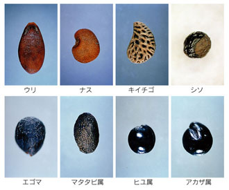 ��q�̎ʐ^�b�E���@�i�X�@�L�C�`�S�@�V�\�@�G�S�}�@�}�^�^�r���@�q�����@�A�J�U��