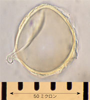 �X�M���̉ԕ��b�ʐ^