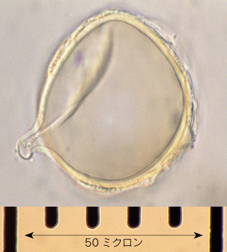 �X�M���̉ԕ��b�ʐ^